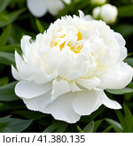 Beautiful white peony flowers close up. Peony is a genus of herbaceous perennials and deciduous shrubs, tree-like peonies. Peony family Paeoniaceae. Fragrant bouquet. Generated by AI. Cream colored. Стоковое AI-изображение, AI-художник Юлия Петровская / Фотобанк Лори