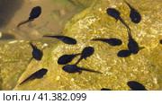 Южный Урал, лето. Головастики в горном пруду. Southern Urals, summer. Tadpoles in a mountain pond. Стоковое фото, фотограф Евгений Романов / Фотобанк Лори