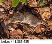 Мёртвый грызун: красно-серая полёвка (Myodes rufocanus). A dead rodent: grey red-backed vole (Myodes rufocanus). Стоковое фото, фотограф Евгений Романов / Фотобанк Лори