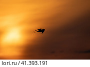 Silhouette photo of a bird flying under sunset sky. Sterna hirundo. Стоковое фото, фотограф EugeneSergeev / Фотобанк Лори
