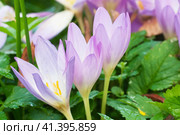 Cute pink colchicum flowers close up. Стоковое фото, фотограф Александр Курлович / Фотобанк Лори