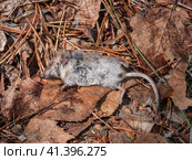Мертвая землеройка обыкновенная (Sorex araneus) на земле. Dead common shrew (Sorex araneus) on the ground. Стоковое фото, фотограф Евгений Романов / Фотобанк Лори