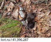 Мертвая землеройка обыкновенная (Sorex araneus) на земле. Dead common shrew (Sorex araneus) on the ground. Стоковое фото, фотограф Евгений Романов / Фотобанк Лори