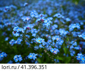 Forget-me-nots. Myosotis flowering blue plants in the family Boraginaceae. Forget-me-nots or scorpion grasses. Myosotis alpestris small flowers for decorating lawns and flower beds. Garden landscaping. Стоковое фото, фотограф Юлия Петровская / Фотобанк Лори