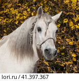 Портрет белого коня с косичкой. Стоковое фото, фотограф Владимир Чинин / Фотобанк Лори