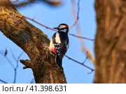 Great Spotted Woodpecker. Great Woodpecker. Dendrocopos major. Стоковое фото, фотограф Владимир Глинский / Фотобанк Лори