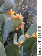 Италия. Терни. Плоды кактуса опунция в провинции Умбрия. Italy. Terni. The fruits of the prickly pear cactus in the province of Umbria. (2023 год). Стоковое фото, фотограф Алексей Смышляев / Фотобанк Лори