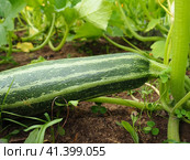 Zucchini, courgette or baby marrow, Cucurbita pepo is a summer squash, a vining herbaceous plant whose fruit are harvested when immature seeds and epicarp rind are still soft and edible. Greenhouse. Стоковое фото, фотограф Юлия Петровская / Фотобанк Лори