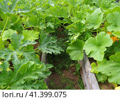Zucchini, courgette or baby marrow, Cucurbita pepo is a summer squash, a vining herbaceous plant whose fruit are harvested when immature seeds and epicarp rind are still soft and edible. Greenhouse. Стоковое фото, фотограф Юлия Петровская / Фотобанк Лори
