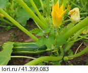 Zucchini, courgette or baby marrow, Cucurbita pepo is a summer squash, herbaceous plant whose fruit are harvested when immature seeds and epicarp rind are soft and edible. Greenhouse. Zucchini flower. Стоковое фото, фотограф Юлия Петровская / Фотобанк Лори