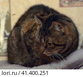 Brown tabby shorthair cat. Стоковое фото, фотограф Анна Кривицкая / Фотобанк Лори