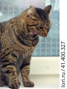 Brown tabby shorthair cat. Стоковое фото, фотограф Анна Кривицкая / Фотобанк Лори