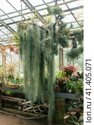 Epiphytic spanish moss (tillandsia usneoides) in hanging flowerpot and other bromeliads in large greenhouse. Стоковое фото, фотограф Евгений Харитонов / Фотобанк Лори