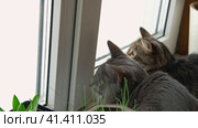 Two cats look out through window at the birds. Domestic cats want to catching bird, attack, scrape the glass. Cute kitty sitting on windowsill. Feline watching bird outside the window. Closeup. Стоковое видео, видеограф Марина Демидюк / Фотобанк Лори