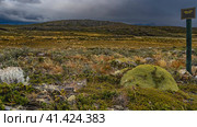 Typical vegetation of southern Patagonia. Stunted bushes and grass grow on stony soil. A sign with the name of the plant is installed next to the yareta Azorella compacta, endemics of South America. (2023 год). Стоковое фото, фотограф Вера Ивановна Кубарева / Фотобанк Лори