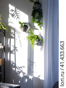 Shelves on the wall in the form of honeycombs with house plants fern, epiphyllum in the white interior of the house with shadows on the wall from the bright light from the window. Стоковое фото, фотограф Ольга Симонова / Фотобанк Лори