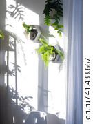 Shelves on the wall in the form of honeycombs with house plants fern, epiphyllum in the white interior of the house with shadows on the wall from the bright light from the window. Стоковое фото, фотограф Ольга Симонова / Фотобанк Лори