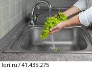 Человек моет виноград под струей воды. Стоковое фото, фотограф Галина Эмберг / Фотобанк Лори