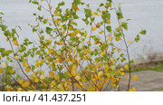Autumn. Yellow leaves on tree branches. The wind stirs the branches of the tree in autumn. Autumn landscape. Осень. Желтые листья на ветвях деревьев. Осенью ветер шевелит ветви дерева. Осенний пейзаж. Стоковое видео, видеограф Egor Sarantstv / Фотобанк Лори