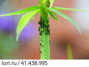 The ants herd aphids on a plant stem. Стоковое фото, фотограф Леонид Еремейчук / Фотобанк Лори