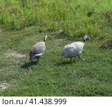 Guinea fowl on the green grass. Guinea fowl - poultry in the village courtyard. Стоковое фото, фотограф Леонид Еремейчук / Фотобанк Лори