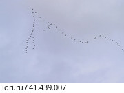 Wedge a geese flying to the south. Стоковое фото, фотограф Леонид Еремейчук / Фотобанк Лори