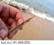 Fish needle. thin fish in the black sea. Стоковое фото, фотограф Леонид Еремейчук / Фотобанк Лори