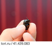 Rhinoceros beetle. A rhinoceros beetle in the fingers of a human hand. Small rhinoceros beetles. Стоковое фото, фотограф Леонид Еремейчук / Фотобанк Лори