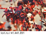 Shrub viburnum leaf, red diablo variety. Стоковое фото, фотограф Володина Ольга / Фотобанк Лори