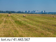 Mowed wheat field near the city. Стоковое фото, фотограф Андрей Аркуша / Фотобанк Лори