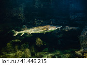 Kaluga sturgeon, huso dauricus. Стоковое фото, фотограф Татьяна  Бральнина / Фотобанк Лори