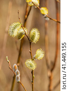 Цветущая ива остролистная (Salix acutifolia) (2023 год). Стоковое фото, фотограф Григорий Евдокимов / Фотобанк Лори