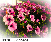 Pink and purple petunias on the flowerbed. Lush flowering of summer flowers. Petunia or Petunia is a genus of herbaceous or semi-shrubby perennial plants in the family Solanaceae. Light vignetting. Стоковое фото, фотограф Юлия Петровская / Фотобанк Лори