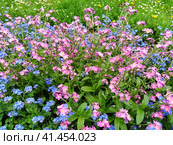 Forget-me-nots. Myosotis flowering plants in the family Boraginaceae. Forget-me-nots or scorpion grasses. Myosotis alpestris small flowers for decorating lawns and flower beds. Garden landscaping. Стоковое фото, фотограф Юлия Петровская / Фотобанк Лори