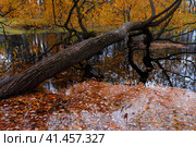 Autumn cloudy day. The pond in the Park. A fallen tree lies in the water. Fallen leaves cover the water. Осенний пасмурный день. Пруд в парке. В воде лежит упавшее дерево. Опавшие листья покрывают воду. Стоковое фото, фотограф Дмитрий Березнев / Фотобанк Лори