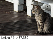 Grey motley homeless street cat with squinting eyes is sitting on the wooden grating in the park. Homeless or domestic animals concept. Серый пестрый бездомный уличный кот с прищуренными глазами сидит на деревянной решетке в парке. Концепция бездомных или домашних животных. Стоковое фото, фотограф Дмитрий Березнев / Фотобанк Лори