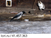Hungry crow is stealing dry food prepared in the park for homeless street cats. White cat on the background does not care. Early spring in April. Snow and ice in the foreground. Голодная ворона крадет сухой корм, приготовленный в парке для бездомных уличных кошек. Белому коту на заднем плане все равно. Ранняя весна в апреле. Снег и лед на переднем плане. Стоковое фото, фотограф Дмитрий Березнев / Фотобанк Лори