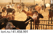 Herd of goats with ear tags inside of shed with hay in autumn, dairy and meat production concept. Стоковое видео, видеограф Яков Филимонов / Фотобанк Лори