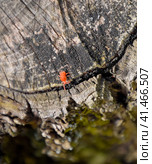 Red velvet tick on the stump. Close up macro Red velvet mite or. Стоковое фото, фотограф Леонид Еремейчук / Фотобанк Лори