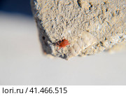 Close up macro Red velvet mite or Trombidiidae. Стоковое фото, фотограф Леонид Еремейчук / Фотобанк Лори