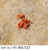 Arthropod mites on the ground. Close up macro Red velvet mite or. Стоковое фото, фотограф Леонид Еремейчук / Фотобанк Лори