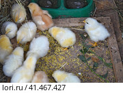 The Little chickens. Стоковое фото, фотограф Леонид Еремейчук / Фотобанк Лори