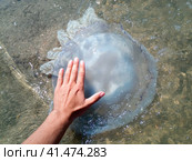 Dead jellyfish. Jellyfish in the hand of a man. Стоковое фото, фотограф Леонид Еремейчук / Фотобанк Лори