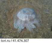 Dead jellyfish in the shallow waters of seashore. Jellyfish Rhizostomeae. Стоковое фото, фотограф Леонид Еремейчук / Фотобанк Лори