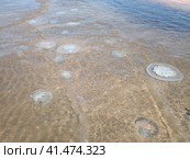 Dead jellyfish in the shallow waters of seashore. Jellyfish Rhizostomeae. Стоковое фото, фотограф Леонид Еремейчук / Фотобанк Лори