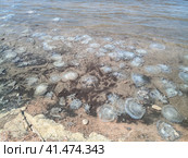 Dead jellyfish in the shallow waters of seashore. Jellyfish Rhizostomeae. Стоковое фото, фотограф Леонид Еремейчук / Фотобанк Лори