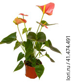 Антуриум изолированно на белом. Антуриум (Anthurium) — род вечнозелёных растений семейства Ароидные, или Аронниковые (Araceae) Стоковое фото, фотограф Олег Хархан / Фотобанк Лори