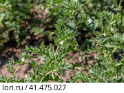 Chickpeas in garden with leaves. Chickpeas plant growing. Стоковое фото, фотограф Ольга Сейфутдинова / Фотобанк Лори