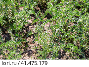 Chickpeas in garden with leaves. Chickpeas plant growing. Стоковое фото, фотограф Ольга Сейфутдинова / Фотобанк Лори