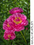 Peony HI-MABEL. Semi-double jareo pink peony flower with yellow stamens. Interspecific hybrid. Стоковое фото, фотограф Ольга Сейфутдинова / Фотобанк Лори